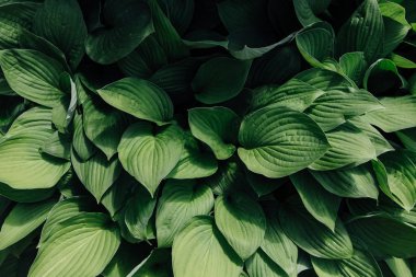 Arka plan Lily vadi taze yaprakları