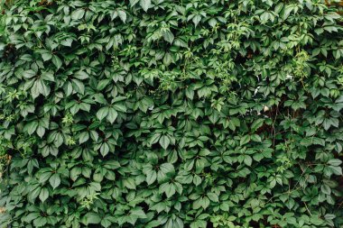 Yabani üzüm yeşil duvar arka plan yaz gününde