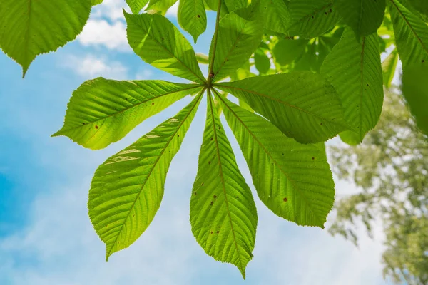 Velké zelené listy na stromě na slunečný den — Stock fotografie
