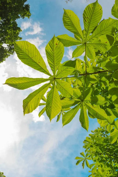 Big green leaves on the tree on sunny day — Stock Photo, Image