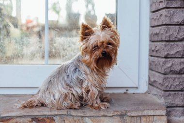 Sevimli Yorkshire Terrier köpek bahçede