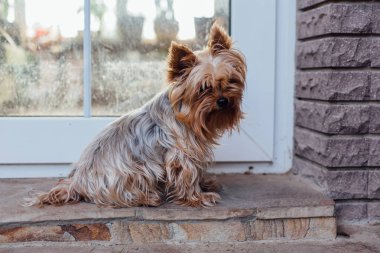 Sevimli Yorkshire Terrier köpek bahçede