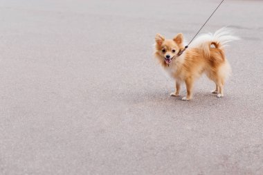Şirin spitz-köpek sokakta portresi