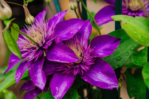 Grandes fleurs violettes nommées Clematis ou Président fleur après la pluie — Photo
