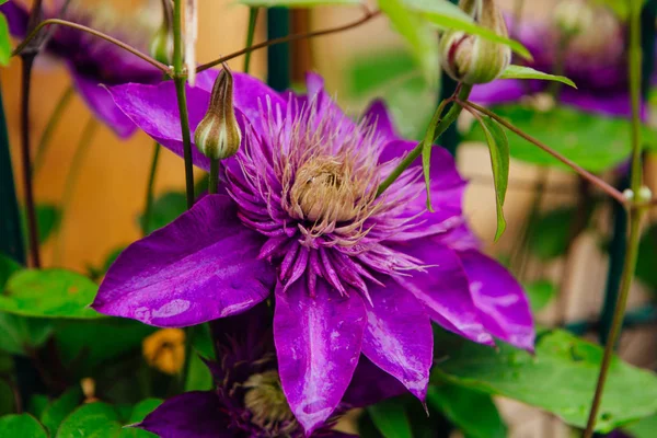 Grote paarse bloemen met de naam Clematis of president Flower after Rain — Stockfoto