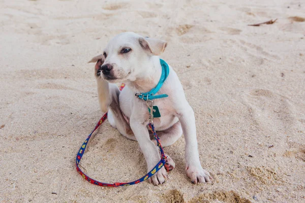 Schattige Witte Puppy Met Blauwe Bandana Hals Zittend Het Strand — Stockfoto