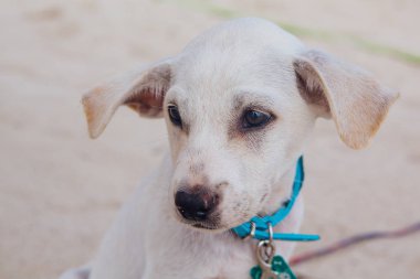 Sevimli beyaz köpek sahilde