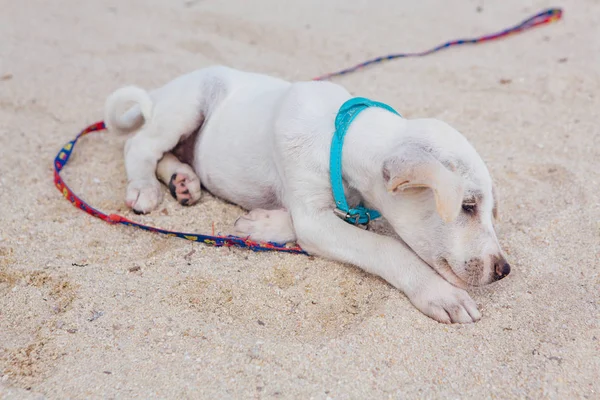 Süße weiße Welpen am Strand — Stockfoto