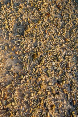 Deniz kabuğu ve taş parçaları doku