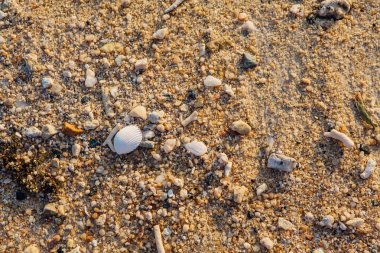 Deniz kabuğu ve taş parçaları doku