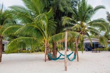 bir plajda palmiye ağaçları arasında boş hamak