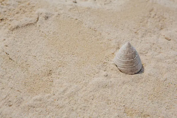 Cone shaped white sea shell on sand background — Stock Photo, Image