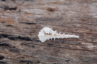 White sea shell on the wooden background