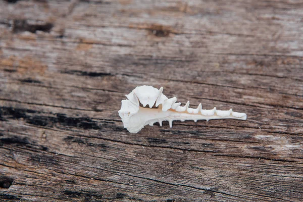 White sea shell on the wooden background