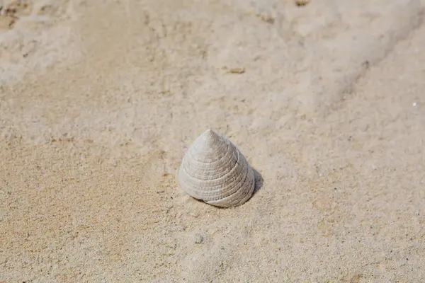 Конусоподібна біла морська оболонка на фоні піску — стокове фото
