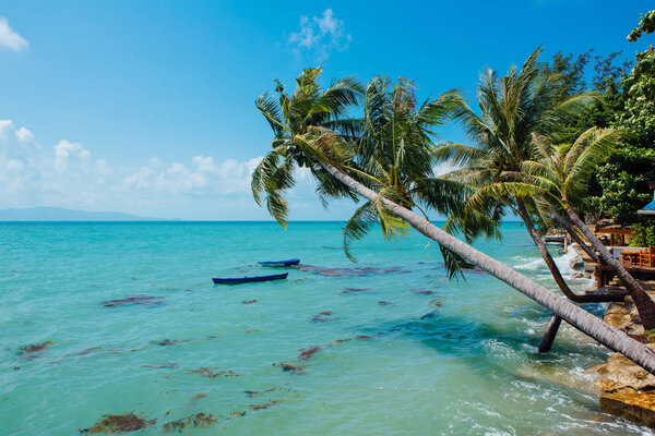 Leaning palm trees over the sea and two boats