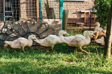 Bahçede beyaz ördek