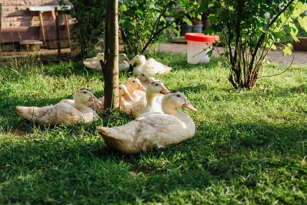 Білі качки в саду — стокове фото