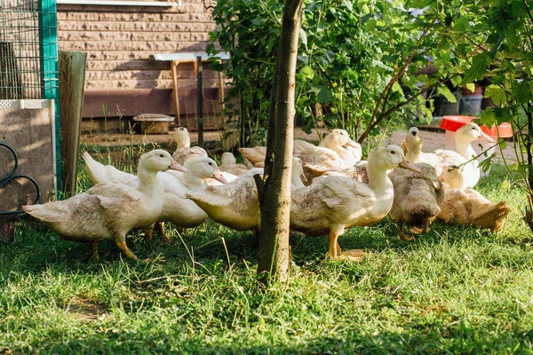 White ducks in the garden — Stock Photo, Image