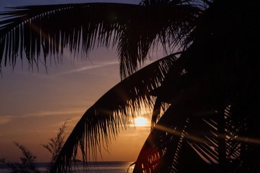 Palmiye ağacı brançlardan günbatımı üzerinde