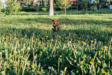 Boynundaki yeşil bandana ile şirin kızıl saçlı köpek
