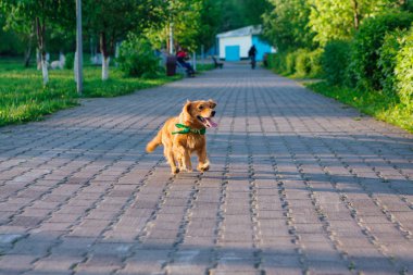 Boynundaki yeşil bandana ile şirin kızıl saçlı köpek