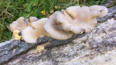 Güzel ağaç mantarı zemin ağacında yatıyor