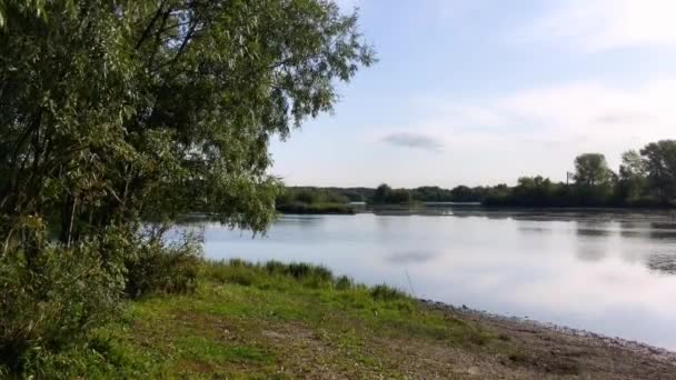 Poruszając się na krzewie wiatru w pobliżu rzeki — Wideo stockowe