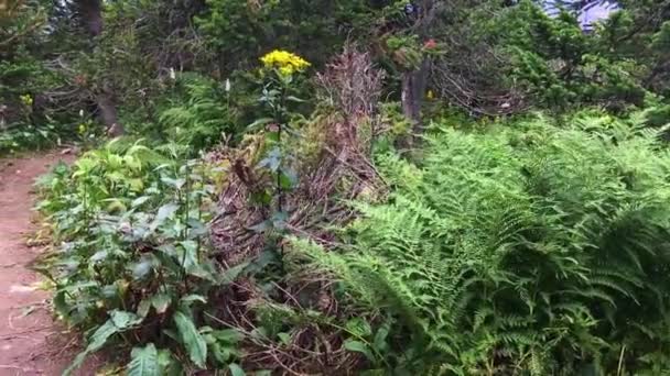 Forêt d'arbres à fourrure d'été sur la colline — Video