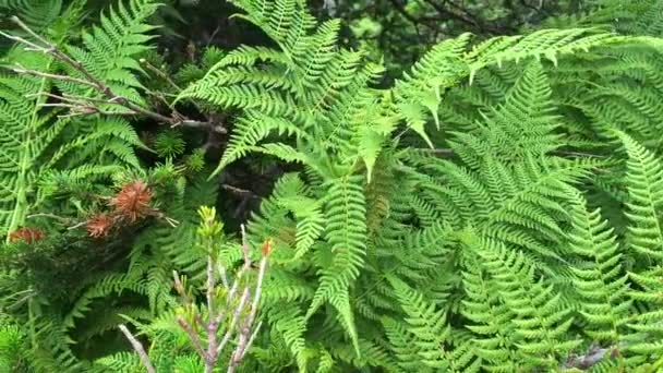 Зеленые листья папоротников в лесу — стоковое видео