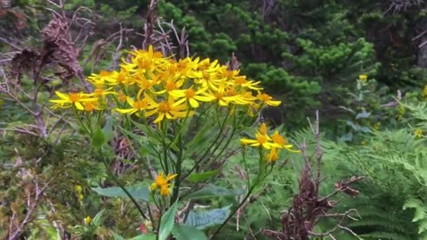 Gelbe Blüten und grüne Farnblätter im Wald — Stockvideo