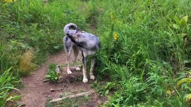 Divertido perro curioso blanco y negro en una hierba — Vídeo de stock