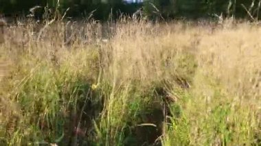 Kamera sonbahar sabahı kuru otların arasında hareket ediyor.