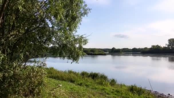 Moviéndose en el arbusto del viento cerca del río — Vídeo de stock