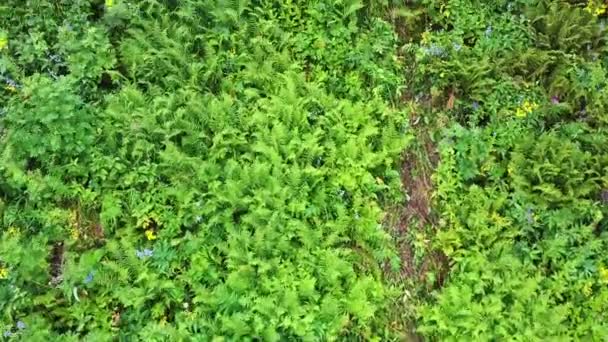 Vista in basso dagli impianti di risalita in movimento durante l'estate — Video Stock