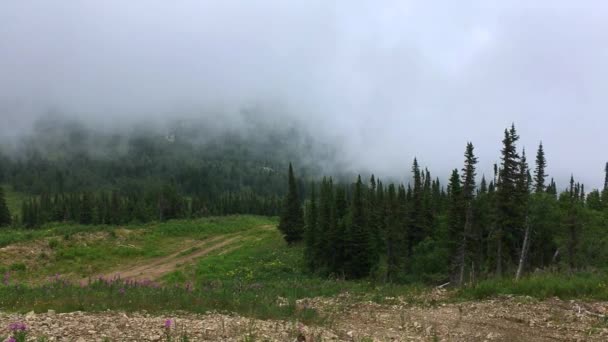 Moving heavy rain cloud in a mountain forest — ストック動画