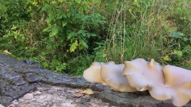 아름다운 나무 버섯 이 땅바닥 의나무 위에 놓여져 있다 — 비디오