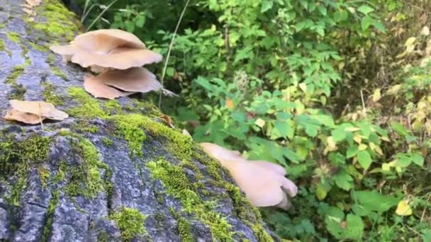 Prachtige boom paddestoel op de oude liggend op de grond boom — Stockvideo