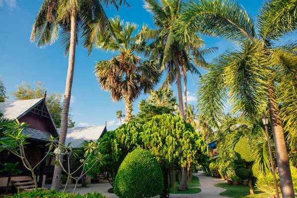 Palme da cocco e bungalow — Foto Stock