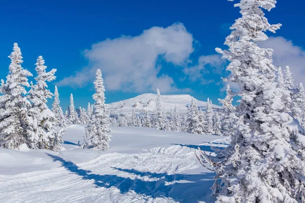 Krásná zimní krajina pod sněhem kryty stromy a modrá obloha. — Stock fotografie