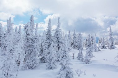 Güzel kış manzarası karla kaplı ağaçlar ve bulutlu gökyüzü.