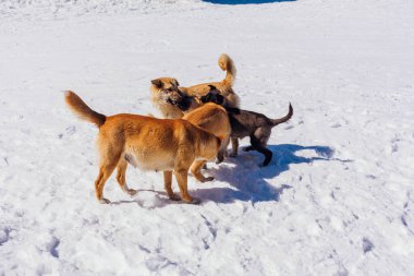 Aydınlık bir günde dört köpek kar üzerinde