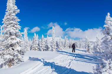 Kar kaplı ağaçlar ve mavi gökyüzü ile güzel bir kış manzarasında kayakçı.