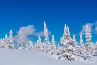 Ağaçlar ve mavi gökyüzü güzel kış manzarası kar ile kaplı.