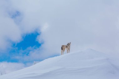 Yalnız, küçük, gri bir köpek karlı bir tepenin üstünde