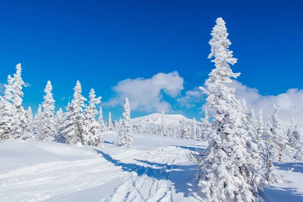 Krásná zimní krajina pod sněhem kryty stromy a modrá obloha. — Stock fotografie