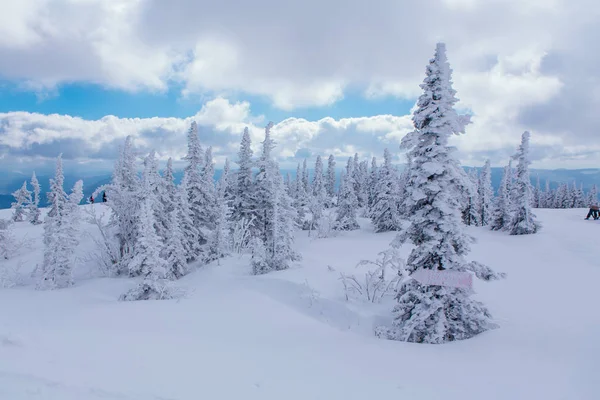 Bela paisagem de inverno com árvores cobertas de neve e céu nublado . — Fotografia de Stock