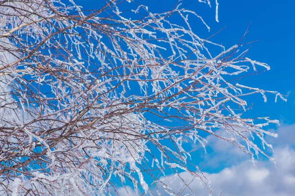 I rami di albero di ricerca coprono di ghiaccio. Bellissimo paesaggio invernale . — Foto Stock