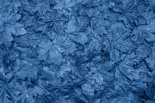 Maple leaves background. Color of the year 2020 Classic Blue pantone — Stock Photo, Image