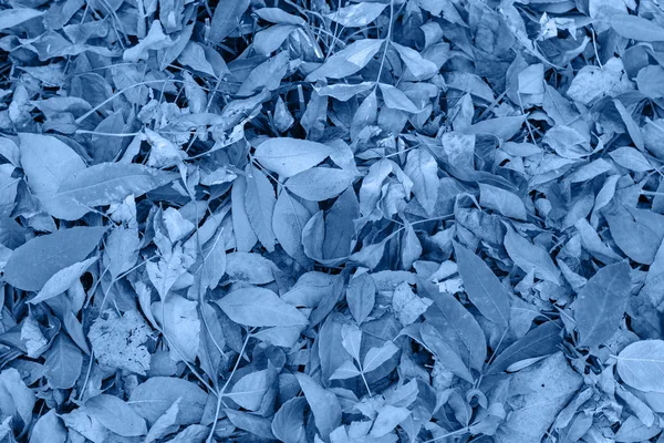 Upadłe suche brązowe jesienne liście na ziemi — Zdjęcie stockowe